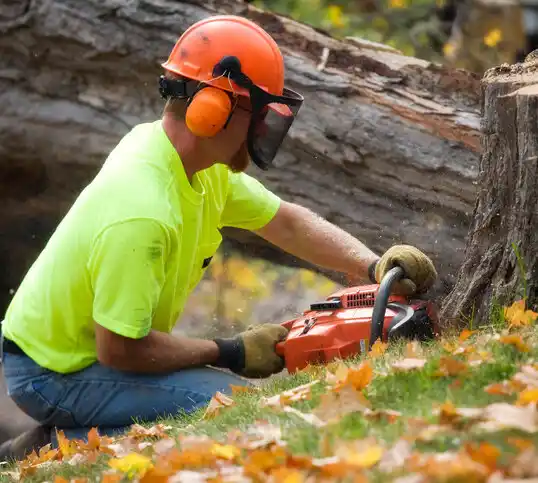 tree services Clarence Center